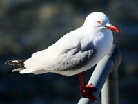 Silver Gull (click to enlarge)
